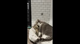 Cat Says