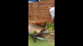 Golden Retriever Helps With Yard Work