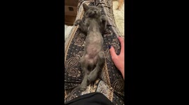 Foster kitten sleeps like a baby