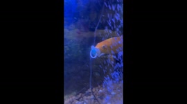 Fish seen sucking pacifier like a baby