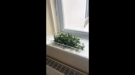 Ant colony works together to collect leaves
