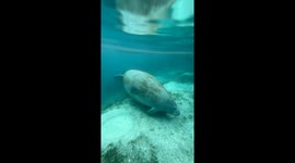 A pregnant manatee rolls around in discomfort before taking a nap on the river floor!