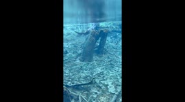 A chaotic river otter taunts a 9ft alligator in the Silver River