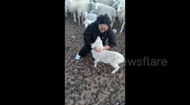 China: Sheep headbutts woman trying to pet lamb in Inner Mongolia grassland