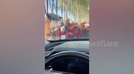Wedding convoy ambushed by hungry cows and camel eating flowers