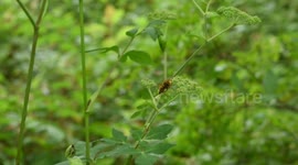 Hornets are primary pollinators of two flower species, researchers find