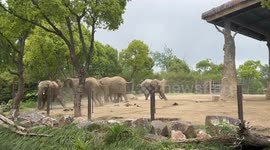 Massive bull elephants battle it out in zoo in China