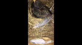 Excited female starling welcomes back mate with horse-like whinny