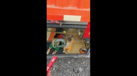 Truck driver makes new house for adopted dogs under compartment