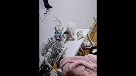 Kitten caught deliberately pushing items off the table