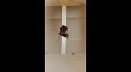 Footage shows wasp building hive from day one