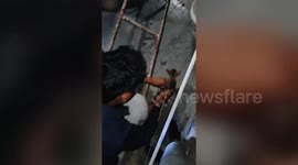 Kitten rescued by local organisation after it falls into well in central India