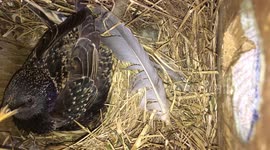 After incubating her eggs overnight, the female starling greets her mate with an excited call similar to the whinny of a horse. (Horizontal, edit)