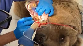 Brit performs life-saving dental surgery on a BEAR