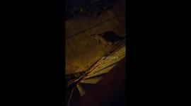 Jaguar spotted outside home in Costa Rica, potentially targeting prey