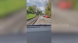Hilarious footage shows runaway rhea causing havoc in quiet village