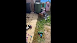 Bouncing with bliss: Dog finds magic in the fluttering flight of bubbles