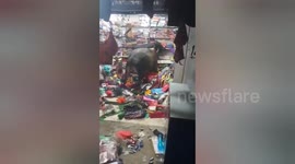 Two bulls captured fighting in shop in central India