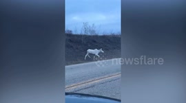 Driver spots 'lucky' white moose in Canada