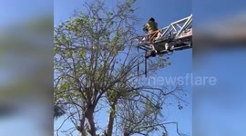 Firemen rescue parrot tangled in fishing line in California