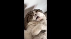 Startled cat awakens to owner's gaze mid-snore