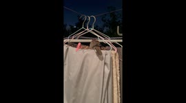 Unexpected tenant: bird builds nest in hanging laundry