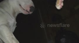Playful tussle: cat and bull terrier's hilarious spat caught on camera