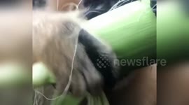Australia: Delightful Video of White-cheeked Gibbon Enjoying Corn Treat