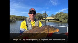 Feral Koi Carp –scourge of the wetlands.  A cautionary environmental tale from Perth.