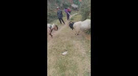 Two goats fought because they refused to give way to each other