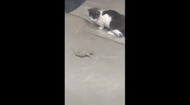 Mouse rolls around to try and escape from cat