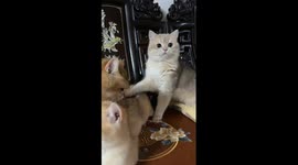 Chairman Meow! Chinese kitten stands to attention for national anthem