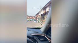 Couple spots green snake in front of car