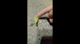 This little Mantis bug is so aggressive and tries to fight me