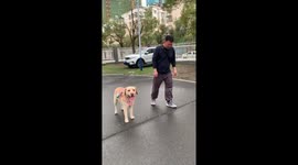 Pet Labrador races with his owner in China