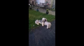 Luna the Huskey dog meets Pippa the lhasa  apso in the garden.