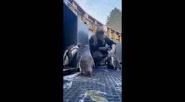 Squidge the excited penguin enjoys cuddle time with keeper at Cornwall Seal Sanctuary
