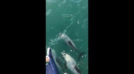 Enchanting sunrise swim with wild dolphins in Kaikoura, New Zealand