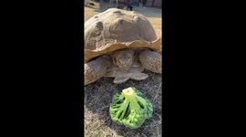 Feeding a Tortoise Broccoli at a Wildlife Rehab