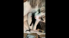 Nursing Kittens Argue Over Milk Supply
