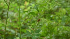 Japan: Study Finds, that Hornets Unveiled as Primary Pollinators of Two Angelica Species