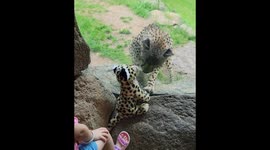 Cheetah Responds to Girl's Cheetah Stuffy At the Zoo
