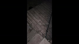I let 3 rottweilers our for a pee at 2am and only 2 came back inside ! Playing hide-and-seek with Beatrice at 2am