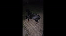 Our rottweiler Beatrice decided to play hide and seek at 2am !