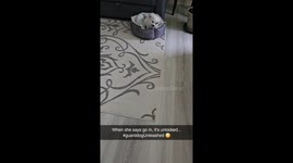 When I arrived at my friend's place before her and she said to just go in but watch out for the guard dog I was horribly frightened!