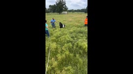 Pony Clotheslines a Farmhand