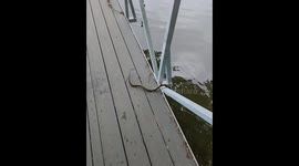 Unexpectedly caught a snake while fishing at a local lake in Tennessee