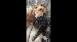 Cute moment. U.S. golden retriever cuddles with her Cat brother in bed.