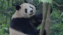 San Diego Zoo staff meet panda arrivals in China