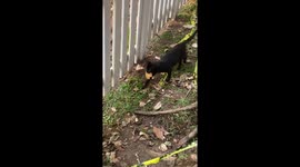 Mother cat delivers snack for her kittens
